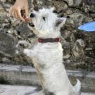 Ulysse - West Highland White Terrier (Westie, White Terrier  - Mâle