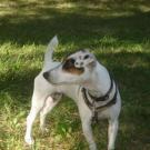 Bahia - Jack Russell Terrier (Jack Russell d'Australie)  - Femelle stérilisée