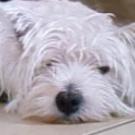 Cosby - West Highland White Terrier (Westie, White Terrier  - Mâle