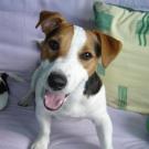 Dingo - Jack Russell Terrier (Jack Russell d'Australie)  - Mâle