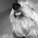 Adock - West Highland White Terrier (Westie, White Terrier  - Mâle