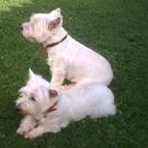 Abi  - West Highland White Terrier (Westie, White Terrier  - Femelle