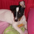 Betty - Jack Russell Terrier (Jack Russell d'Australie)  - Femelle
