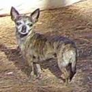 Schtroumphette des greemlis au pays des sctroumphs - Chihuahua (Chihuahueño)  - Femelle stérilisée
