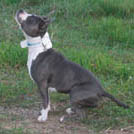 Upstar - American Staffordshire Terrier (Staffordshire Terr  - Femelle stérilisée