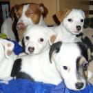 Azia et sa portée - Jack Russell Terrier (Jack Russell d'Australie)  - Femelle