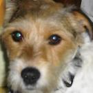 Vanille - Fox Terrier  - Femelle