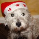Chanelle - West Highland White Terrier (Westie, White Terrier  - Femelle stérilisée