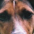 Blackie - Jack Russell Terrier (Jack Russell d'Australie)  - Femelle stérilisée