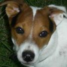 Bandit - Jack Russell Terrier (Jack Russell d'Australie)  - Mâle