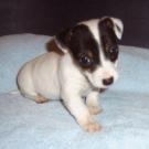 Chanel - Jack Russell Terrier (Jack Russell d'Australie)  - Femelle