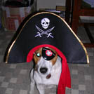 Zyrtec - Jack Russell Terrier (Jack Russell d'Australie)  - Mâle