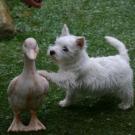 Dyna - West Highland White Terrier (Westie, White Terrier  - Femelle