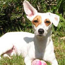 Blink - Jack Russell Terrier (Jack Russell d'Australie)  - Femelle stérilisée