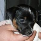 Yam' - Jack Russell Terrier (Jack Russell d'Australie)  - Mâle