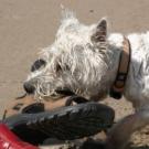 Cooper - West Highland White Terrier (Westie, White Terrier  - Mâle