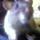 Iriah - Rat  - Femelle