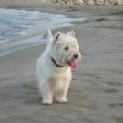 Tweed - West Highland White Terrier (Westie, White Terrier  - Mâle