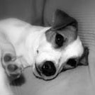 Byline - Jack Russell Terrier (Jack Russell d'Australie)  - Femelle