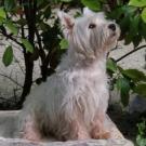 Granny - West Highland White Terrier (Westie, White Terrier  - Femelle