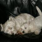 Daïya - West Highland White Terrier (Westie, White Terrier  - Femelle