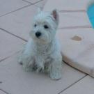 Phydjouille - West Highland White Terrier (Westie, White Terrier  - Femelle stérilisée