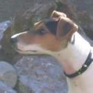 Enzo - Jack Russell Terrier (Jack Russell d'Australie)  - Mâle
