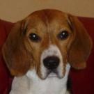 Docky - Beagle  - Mâle