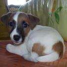 Dolce - Jack Russell Terrier (Jack Russell d'Australie)  - Femelle