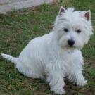Dalwin - West Highland White Terrier (Westie, White Terrier  - Femelle