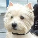 Nuts - West Highland White Terrier (Westie, White Terrier  - Mâle