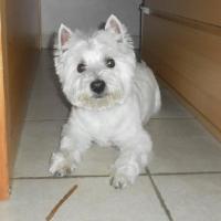 Dara - West Highland White Terrier (Westie, White Terrier  - Femelle