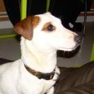 Jazzy - Jack Russell Terrier (Jack Russell d'Australie)  - Femelle