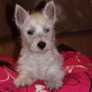 Daiya - West Highland White Terrier (Westie, White Terrier  - Femelle