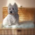 Oskar - West Highland White Terrier (Westie, White Terrier  - Mâle