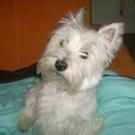 Dolly - West Highland White Terrier (Westie, White Terrier  - Femelle
