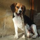 Doxie - Beagle  - Femelle