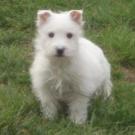 Diamant - West Highland White Terrier (Westie, White Terrier  - Mâle