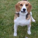 Vick - Beagle  - Mâle castré