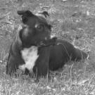 Bahlya - Staffordshire Bull Terrier  - Femelle