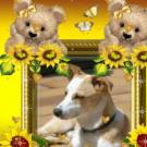 Jador - Jack Russell Terrier (Jack Russell d'Australie)  - Mâle castré