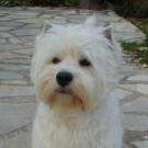 Docky - West Highland White Terrier (Westie, White Terrier  - Mâle