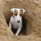 Dayson - Jack Russell Terrier (Jack Russell d'Australie)  - Mâle