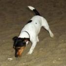 Puffy - Jack Russell Terrier (Jack Russell d'Australie)  - Femelle stérilisée