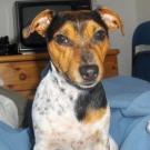 Easy - Jack Russell Terrier (Jack Russell d'Australie)  - Femelle stérilisée