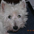 Lili - West Highland White Terrier (Westie, White Terrier  - Femelle