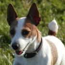 Luna - Jack Russell Terrier (Jack Russell d'Australie)  - Femelle stérilisée