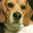 Stanley - Beagle  - Mâle