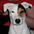 Danka - Jack Russell Terrier (Jack Russell d'Australie)  - Femelle