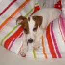 Eros - Jack Russell Terrier (Jack Russell d'Australie)  - Mâle